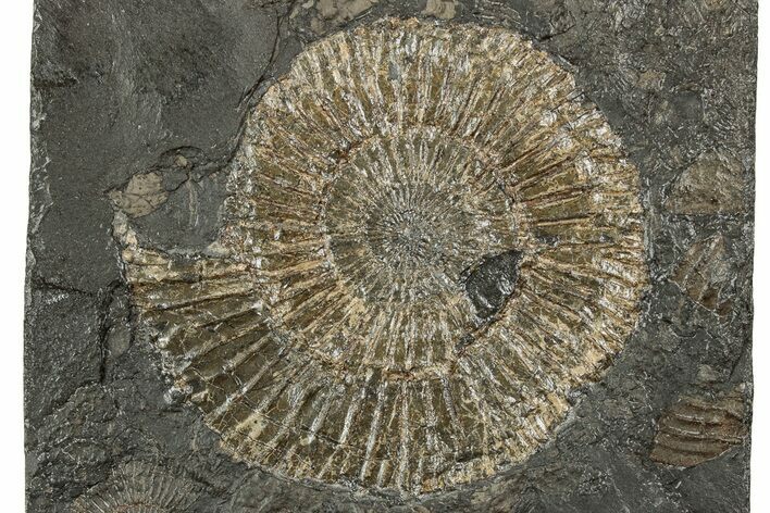 Dactylioceras Ammonite Fossil - Posidonia Shale, Germany #358344